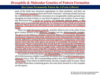 Lecture 21 BBT317 Molecular Genetics of Pattern Formation in Drosophila ...