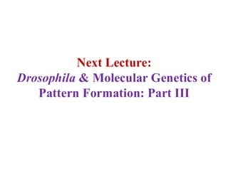 Lecture 21 BBT317 Molecular Genetics of Pattern Formation in Drosophila ...
