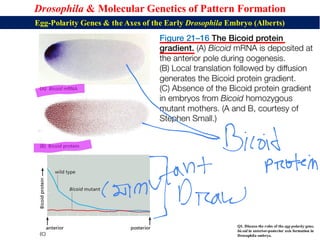 Lecture 21 BBT317 Molecular Genetics of Pattern Formation in Drosophila ...