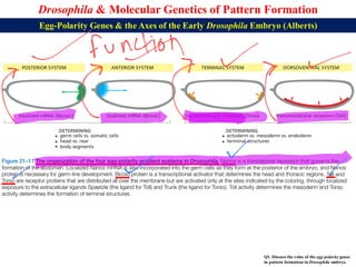Lecture 21 BBT317 Molecular Genetics of Pattern Formation in Drosophila ...