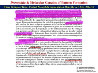 Lecture 21 BBT317 Molecular Genetics of Pattern Formation in Drosophila ...