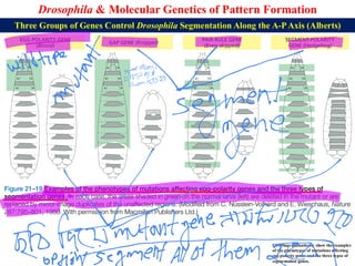 Lecture 21 BBT317 Molecular Genetics of Pattern Formation in Drosophila ...
