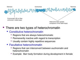 Comprehensive Overview of Eukaryotic Chromosome Structure and ...