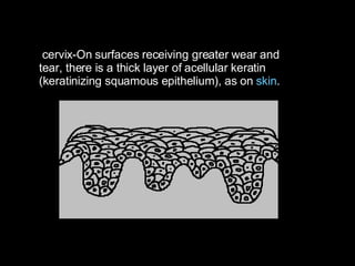 cervix-On surfaces receiving greater wear and tear, there is a thick layer of acellular keratin (keratinizing squamous epi...