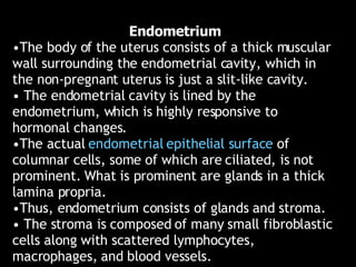 <ul><li>Endometrium </li></ul><ul><li>The body of the uterus consists of a thick muscular wall surrounding the endometrial...
