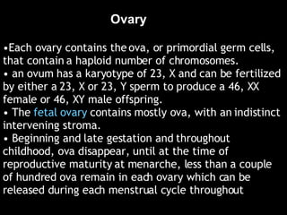 <ul><li>Each ovary contains the ova, or primordial germ cells, that contain a haploid number of chromosomes.  </li></ul><u...