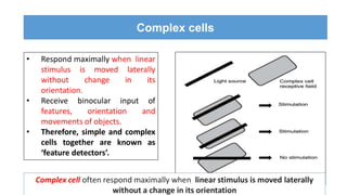 Lecture 6/2022 Special senses -Vision 6 - Physiology of vision -Visual ...