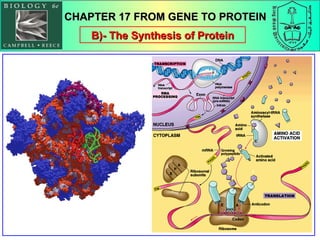 B)- The Synthesis of Protein CHAPTER 17 FROM GENE TO PROTEIN 