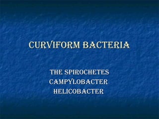 Curviform bacteria The spirochetes Campylobacter  Helicobacter  