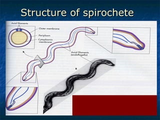 Structure of spirochete  