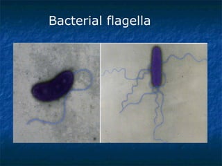 Bacterial flagella   