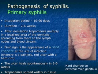 Pathogenesis  of syphilis. Primary syphilis Hard chancre on external male genitalia  Incubation period – 10-90 days Duration – 2-6 weeks After inoculation trepomenes multiply in a localized area of the genitalia, spreading from there to the lymph nodes and blood stream.  First sign is the appearance of a  hard chancre  at the site of infection (chancre is a painless, red ulcer with a hard rim) The ulcer heals spontaneously in 3-6 weeks Treponemes spread widely in tissue 