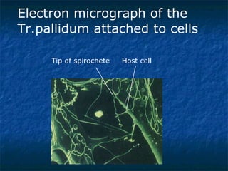 Electron micrograph of the Tr.pallidum attached to cells . Tip of spirochete  Host cell 