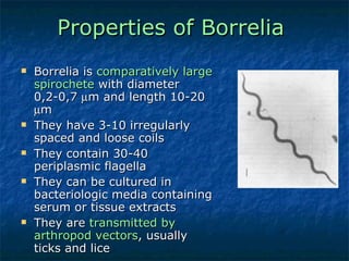 Properties of Borrelia   Borrelia is  comparatively large spirochete  with diameter 0,2-0,7   m and length 10-20   m They have 3-10 irregularly spaced and loose coils They contain 30-40 periplasmic flagella They can be cultured in bacteriologic media containing serum or tissue extracts They are  transmitted by arthropod vectors , usually ticks and lice 