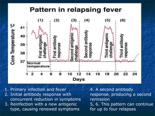 Primary infection and fever Initial antibody response with concurrent reduction in symptoms Reinfection with a new antigenic type, causing renewed symptoms 4. A second antibody response, producing a second remission 5, 6. This pattern can continue for up to four relapses 