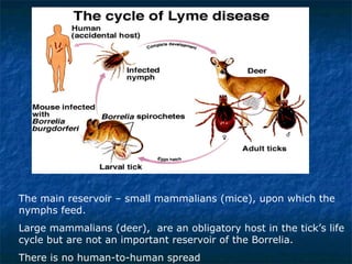 The main reservoir – small mammalians (mice), upon which the nymphs feed. Large mammalians (deer),  are an obligatory host in the tick’s life cycle but are not an important reservoir of the Borrelia. There is no human-to-human spread 