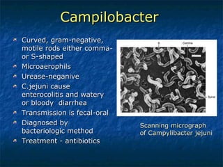 Campilobacter   Curved, gram-negative, motile rods either comma- or S-shaped Microaerophils Urease-neganive  C.jejuni cause enterocolitis and watery or bloody  diarrhea Transmission is fecal-oral Diagnosed by bacteriologic method Treatment - antibiotics Scanning micrograph of Campylibacter jejuni 