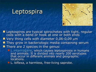 Leptospira  Leptospires are typical spirochetes with tight, regular coils with a bend or hook at one or both ends Very thing cells with diameter 0,06-0,09   m They grow in bacteriologic media containing serum There are 2 species in the genus: L.interrogans , which causes leptospirosis in humans and animals. It is divided into nearly 200 serotypes that occur in different animals and geographic locations. L. biflexa, a harmless, free-living saprobe. 