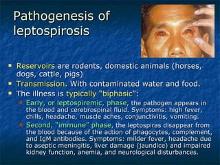 Pathogenesis of leptospirosis Reservoirs  are rodents, domestic animals (horses, dogs, cattle, pigs) Transmission . With contaminated water and food. The illness is  typically “biphasic ”: Early, or leptospiremic, phase , the pathogen appears in the blood and cerebrospinal fluid. Symptoms: high fever, chills, headache, muscle aches, conjunctivitis, vomiting. Second, “immune” phase , the leptospiras disappear from the blood because of the action of phagocytes, complement, and IgM antibodies. Symptoms: milder fever, headache due to aseptic meningitis, liver damage (jaundice) and impaired kidney function, anemia, and neurological disturbances.  