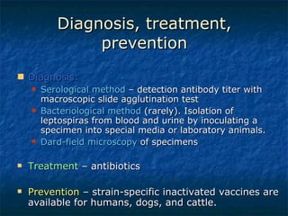 Diagnosis, treatment, prevention Diagnosis:   Serological method  – detection antibody titer with macroscopic slide agglutination test Bacteriological method  (rarely). Isolation of leptospiras from blood and urine by inoculating a specimen into special media or laboratory animals. Dard-field microscopy  of specimens Treatment  – antibiotics  Prevention  – strain-specific inactivated vaccines are available for humans, dogs, and cattle.  