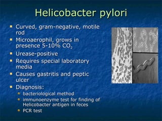 Helicobacter pylori Curved, gram-negative, motile rod  Microaerophil, grows in presence 5-10% CO 2 Urease-positive Requires special laboratory media Causes gastritis and peptic ulcer Diagnosis:  bacteriological method immunoenzyme test for finding of Helicobacter antigen in feces PCR test 