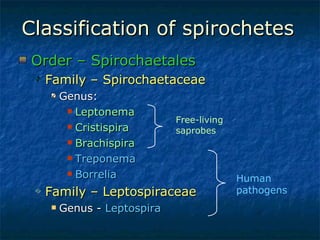 Classification of spirochetes Order – Spirochaetales Family – Spirochaetaceae Genus:  Leptonema Cristispira Brachispira Treponema Borrelia Family – Leptospiraceae Genus -  Leptospira Free-living saprobes Human pathogens   