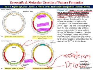 Lecture 22 BBT317 Molecular Genetics of Pattern Formation in Drosophila ...