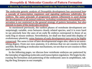 Lecture 22 BBT317 Molecular Genetics of Pattern Formation in Drosophila ...