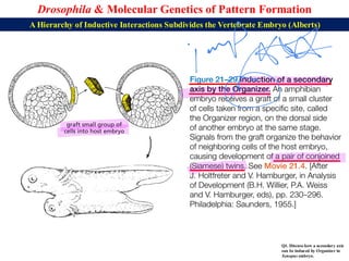 Lecture 22 BBT317 Molecular Genetics of Pattern Formation in Drosophila ...