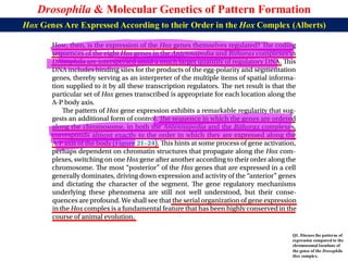 Lecture 22 BBT317 Molecular Genetics of Pattern Formation in Drosophila ...
