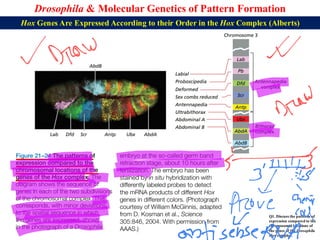 Lecture 22 BBT317 Molecular Genetics of Pattern Formation in Drosophila ...