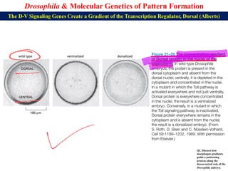 Lecture 22 BBT317 Molecular Genetics of Pattern Formation in Drosophila ...