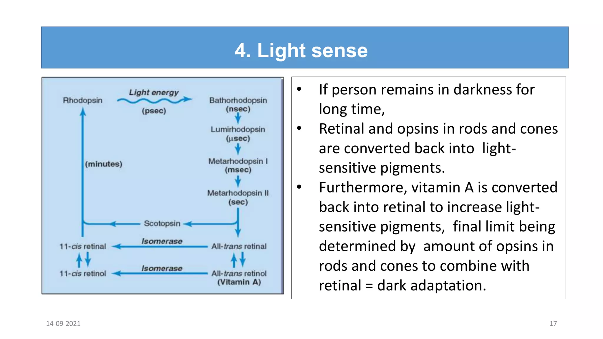 Visual Vision Lecture 7/2022 , Special senses -Vision 7 -Physiology of vision -Visual ...