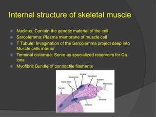 Internal structure of skeletal muscle Nucleus: Contain the genetic material of the cell Sarcolemma: Plasma membrane of muscle cell T Tubule: Invagination of the Sarcolemma project deep into Muscle cells interior Terminal cisternae: Serve as specialized reservoirs for Ca ions Myofibril: Bundle of contractile filaments 