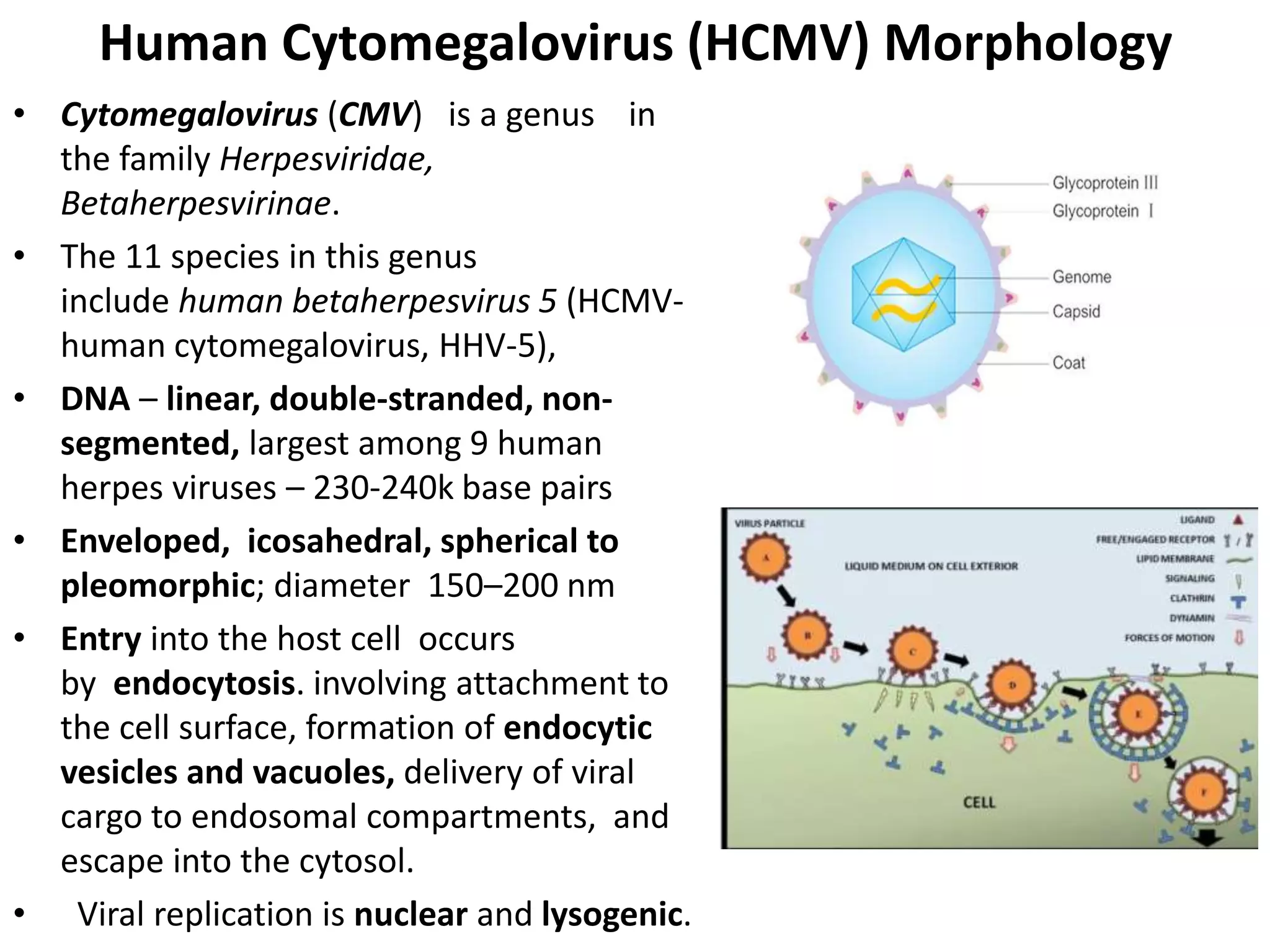 Human Cytomegalovirus (HCMV) Morphology
• Cytomegalovirus (CMV) is a genus in
the family Herpesviridae,
Betaherpesvirinae.
• The 11 species in this genus
include human betaherpesvirus 5 (HCMV-
human cytomegalovirus, HHV-5),
• DNA – linear, double-stranded, non-
segmented, largest among 9 human
herpes viruses – 230-240k base pairs
• Enveloped, icosahedral, spherical to
pleomorphic; diameter 150–200 nm
• Entry into the host cell occurs
by endocytosis. involving attachment to
the cell surface, formation of endocytic
vesicles and vacuoles, delivery of viral
cargo to endosomal compartments, and
escape into the cytosol.
• Viral replication is nuclear and lysogenic.
 