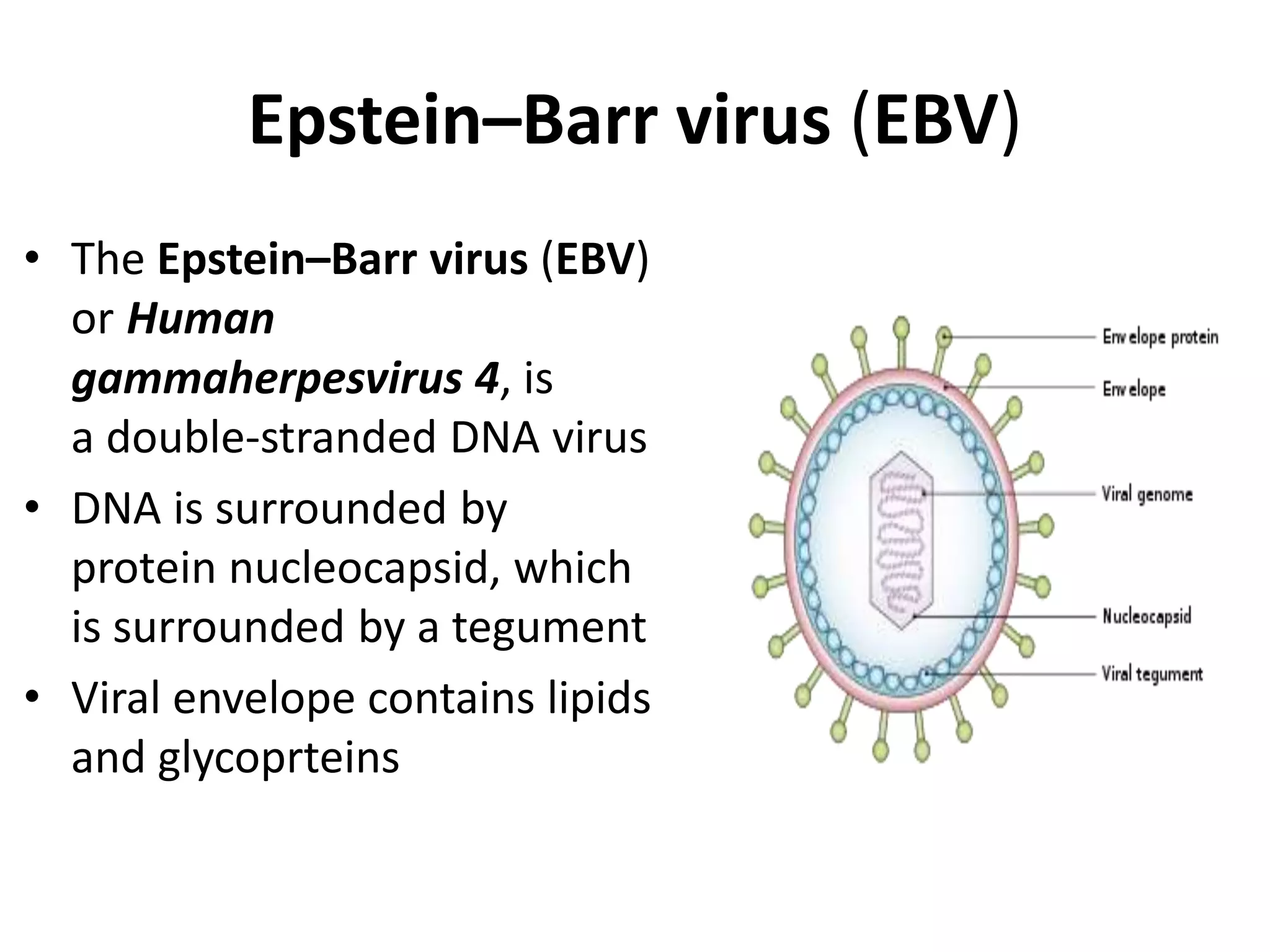 Epstein–Barr virus (EBV)
• The Epstein–Barr virus (EBV)
or Human
gammaherpesvirus 4, is
a double-stranded DNA virus
• DNA is surrounded by
protein nucleocapsid, which
is surrounded by a tegument
• Viral envelope contains lipids
and glycoprteins
 