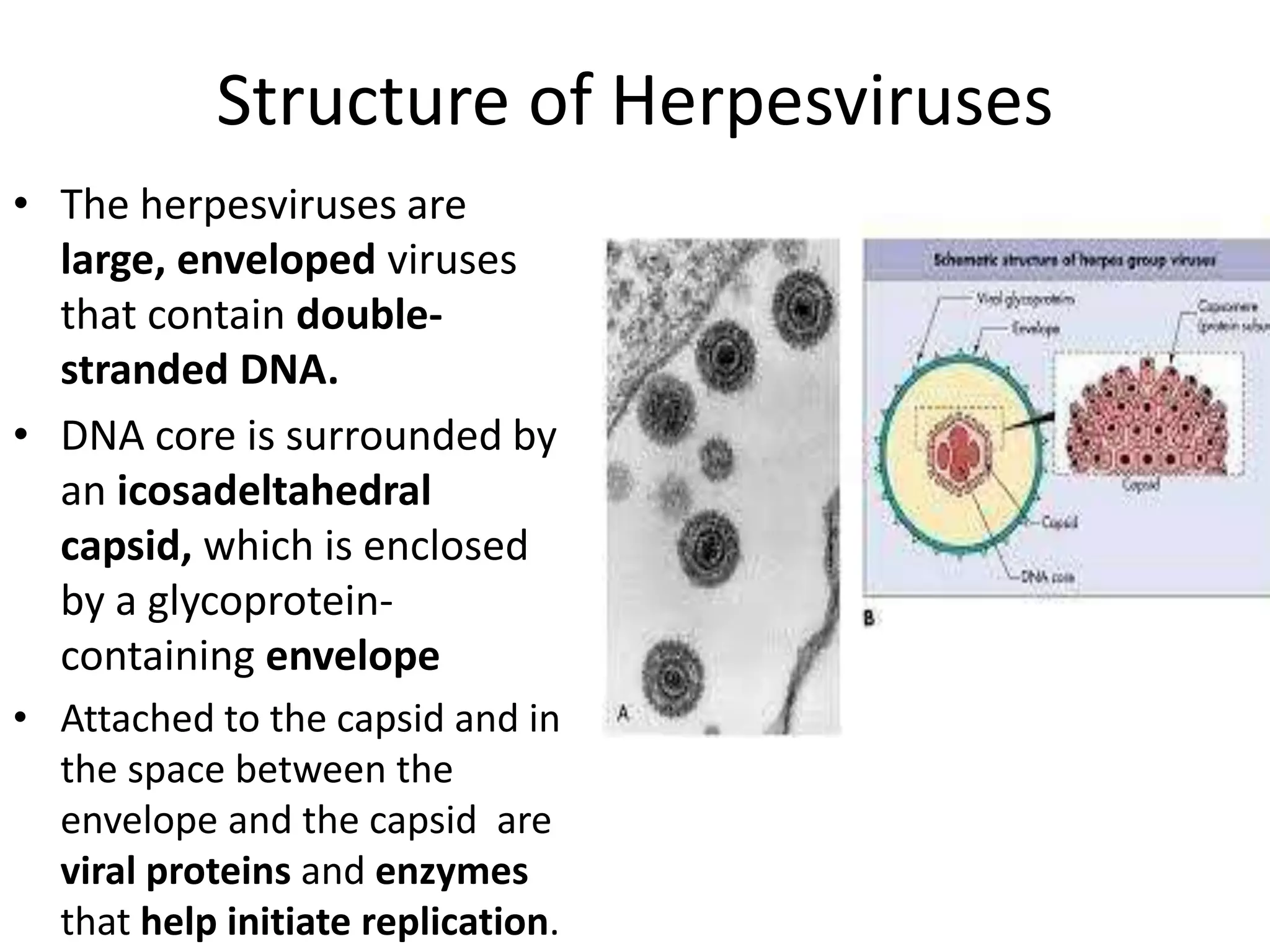 Structure of Herpesviruses
• The herpesviruses are
large, enveloped viruses
that contain double-
stranded DNA.
• DNA core is surrounded by
an icosadeltahedral
capsid, which is enclosed
by a glycoprotein-
containing envelope
• Attached to the capsid and in
the space between the
envelope and the capsid are
viral proteins and enzymes
that help initiate replication.
 