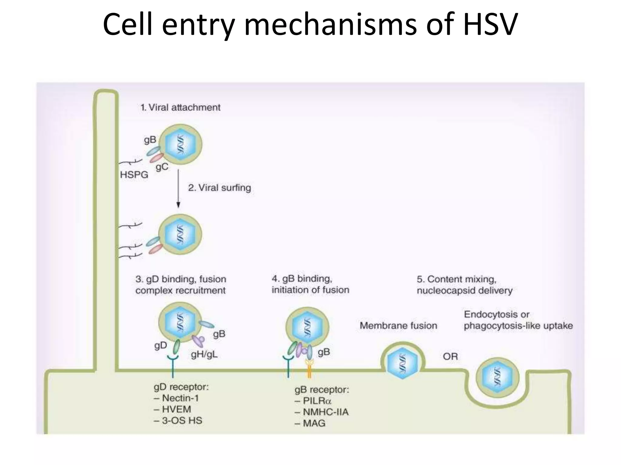 Cell entry mechanisms of HSV
 