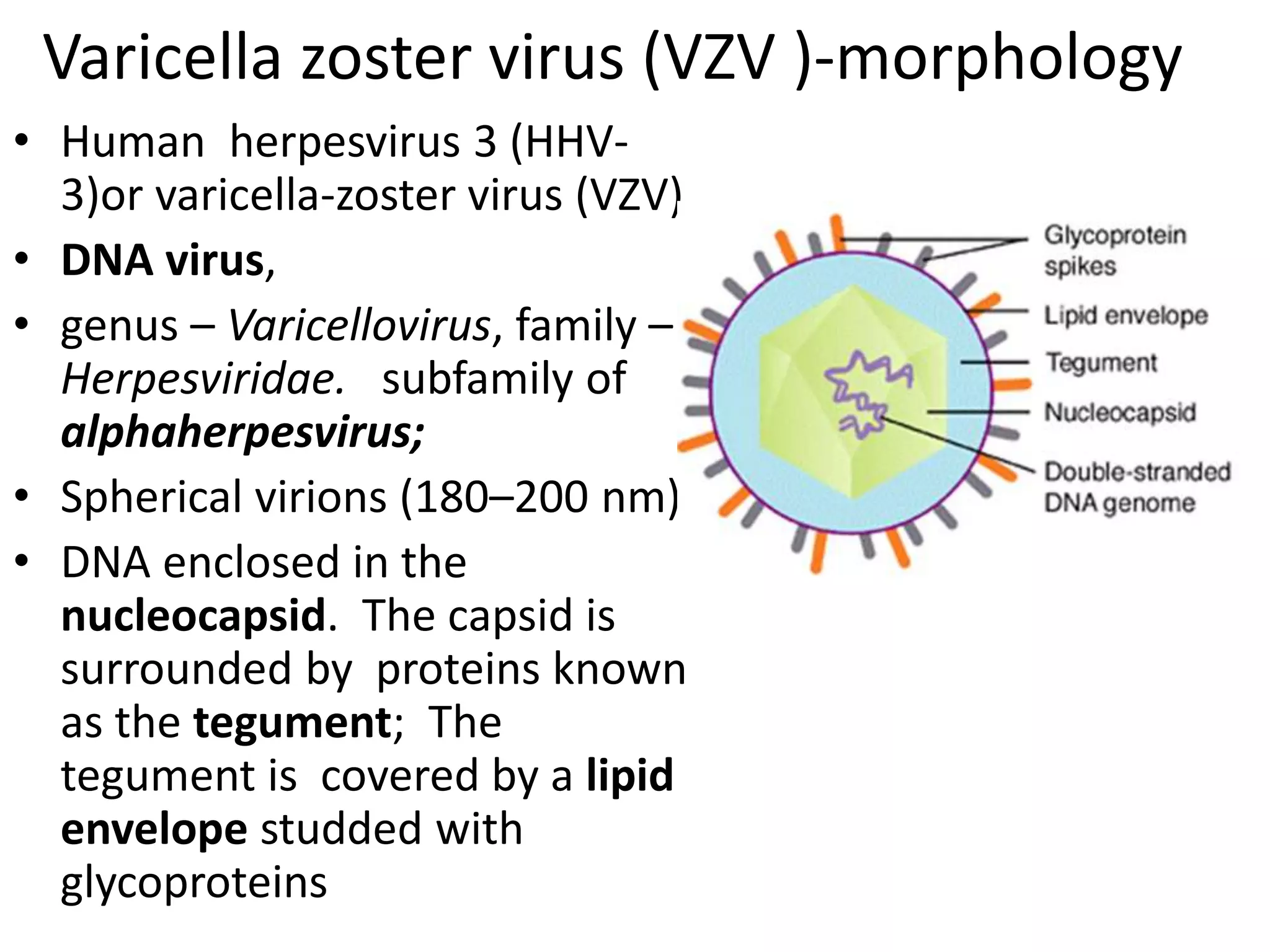 Varicella zoster virus (VZV )-morphology
• Human herpesvirus 3 (HHV-
3)or varicella-zoster virus (VZV)
• DNA virus,
• genus – Varicellovirus, family –
Herpesviridae. subfamily of
alphaherpesvirus;
• Spherical virions (180–200 nm)
• DNA enclosed in the
nucleocapsid. The capsid is
surrounded by proteins known
as the tegument; The
tegument is covered by a lipid
envelope studded with
glycoproteins
 