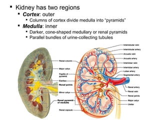 the urinary system