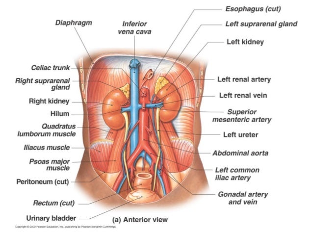 the urinary system
