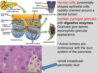 Comprehensive Pathology of the Pancreas: Congenital Disorders ...