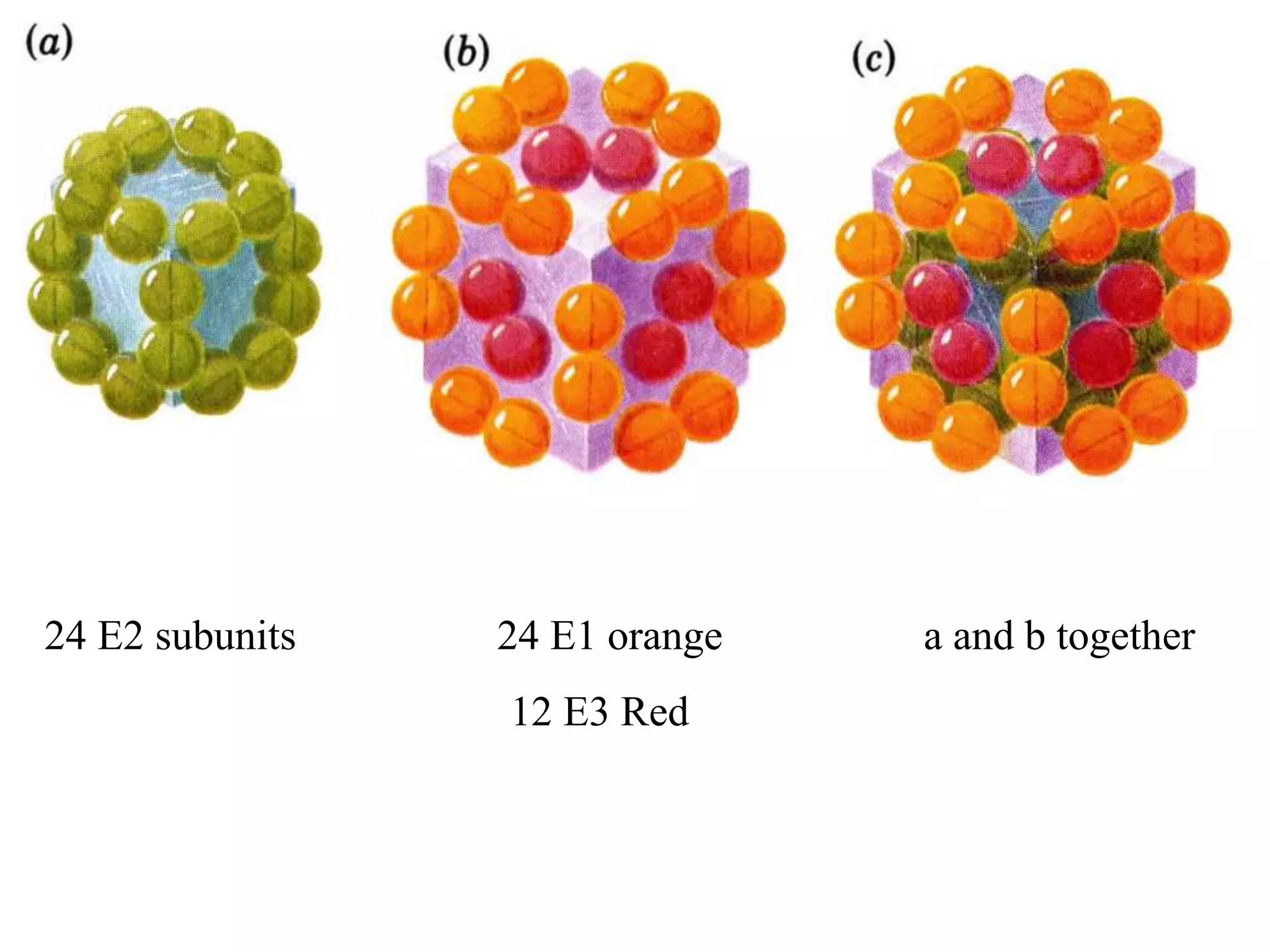 24 E2 subunits 24 E1 orange a and b together
12 E3 Red
 