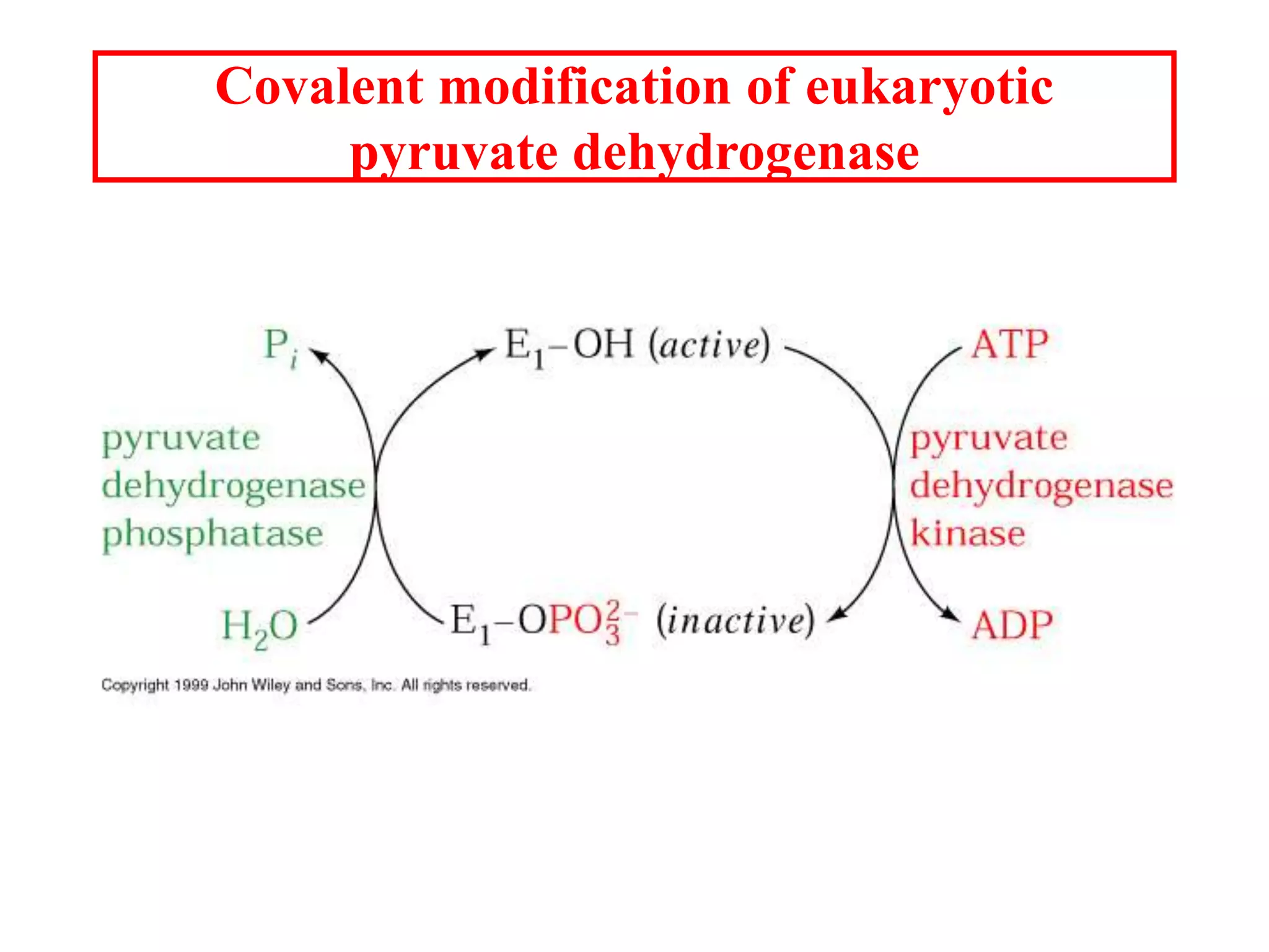 Covalent modification of eukaryotic
pyruvate dehydrogenase
 