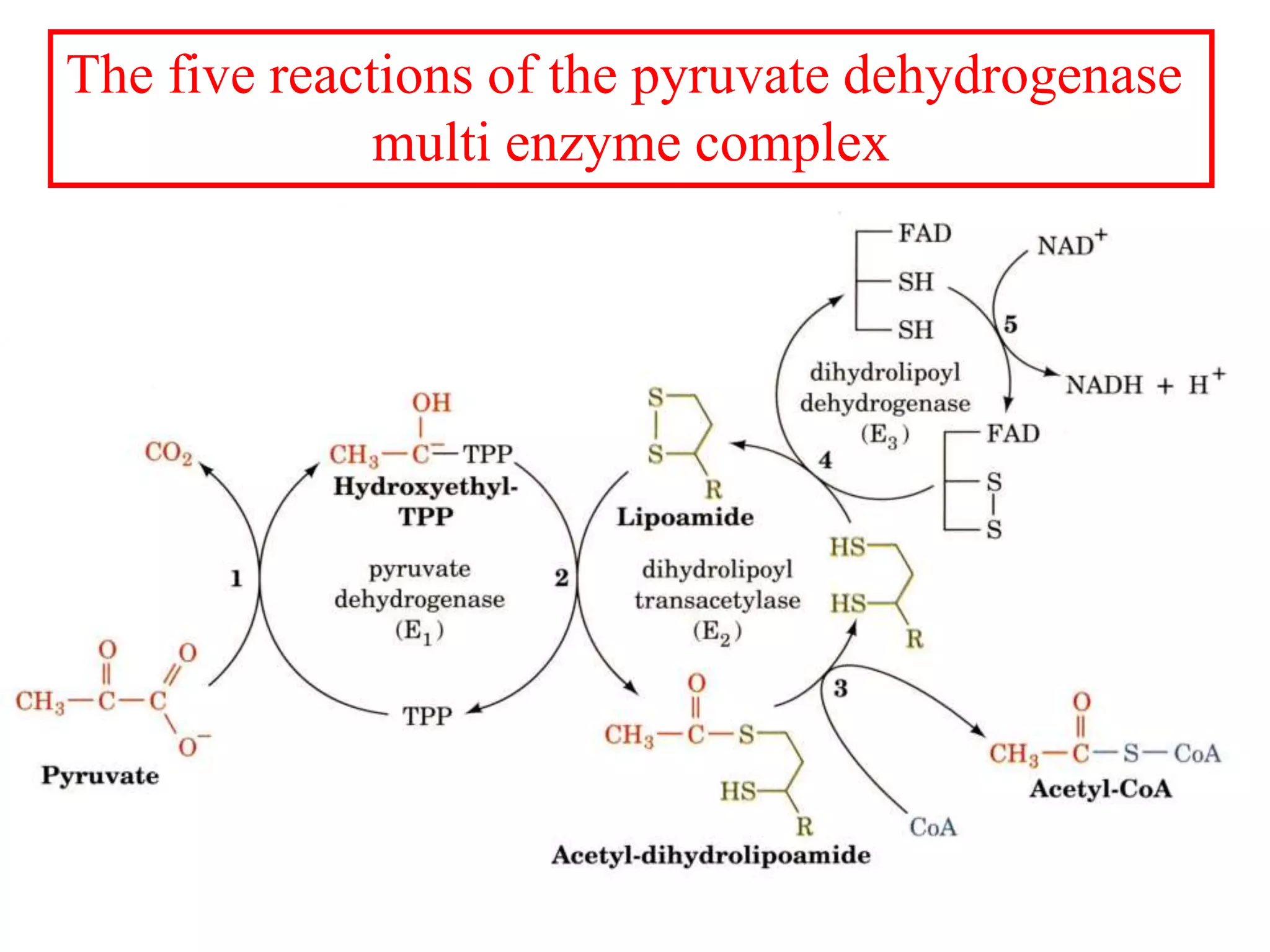 The five reactions of the pyruvate dehydrogenase
multi enzyme complex
 