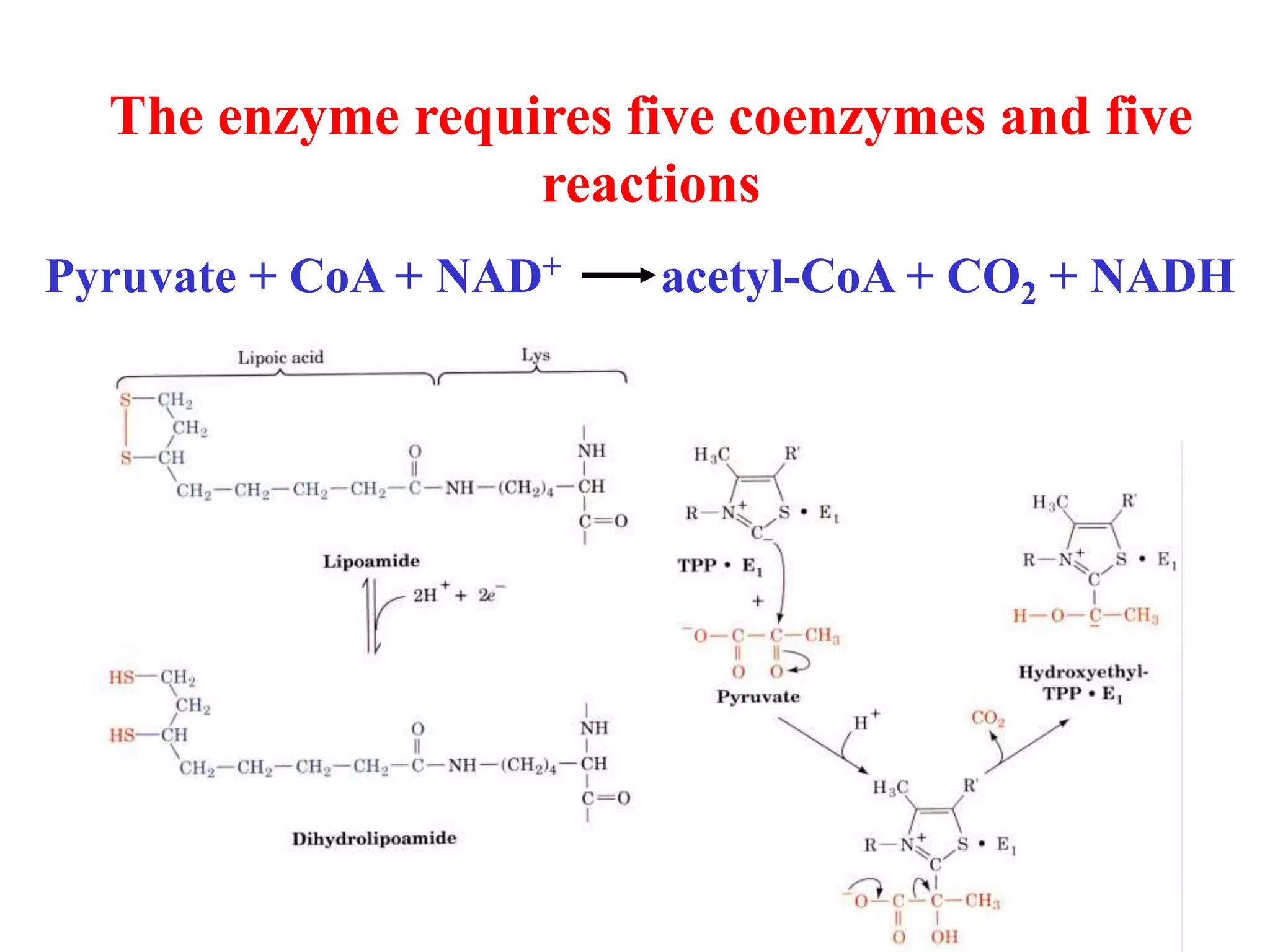 The enzyme requires five coenzymes and five
reactions
Pyruvate + CoA + NAD+ acetyl-CoA + CO2 + NADH
 