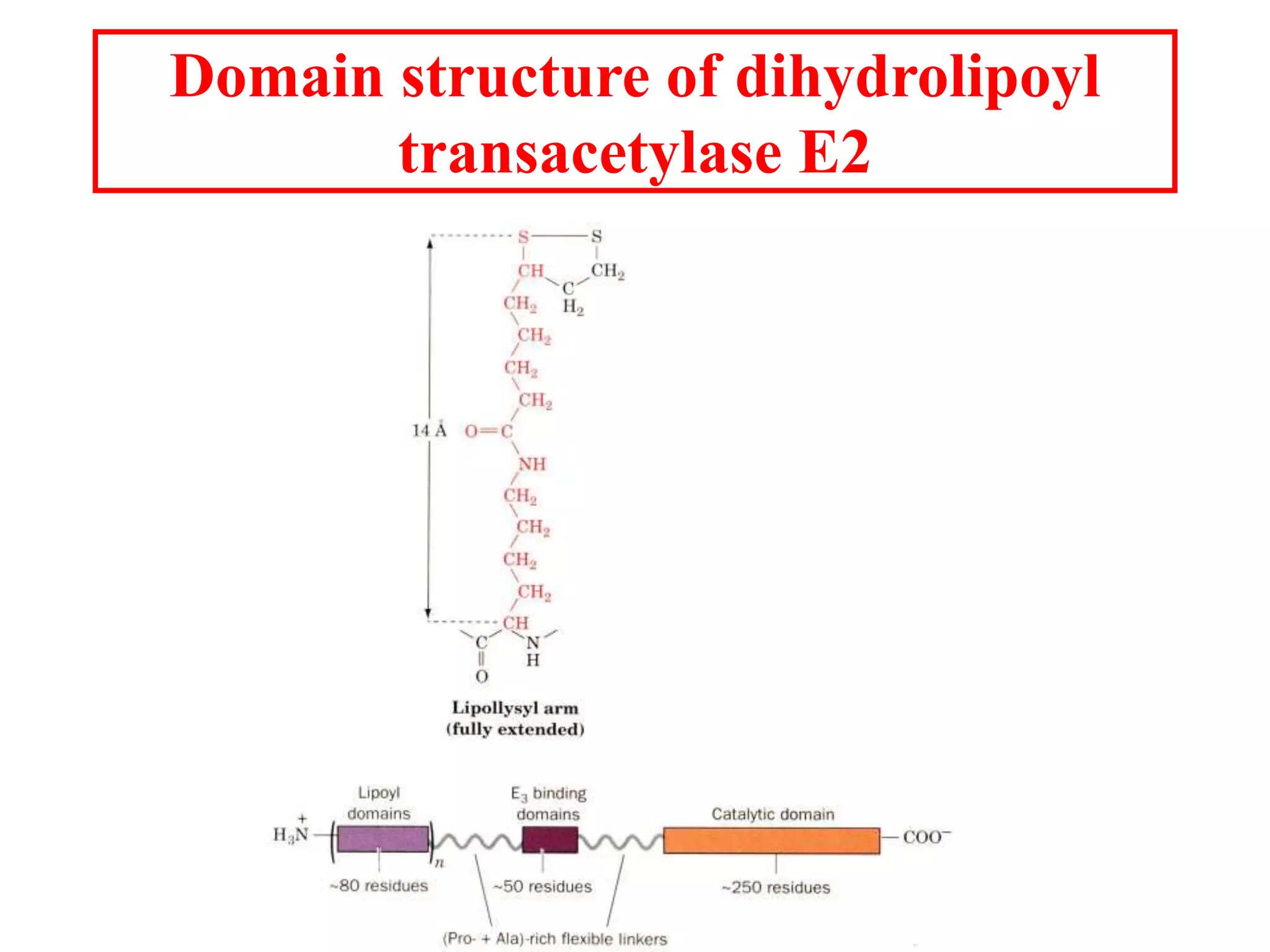 Domain structure of dihydrolipoyl
transacetylase E2
 