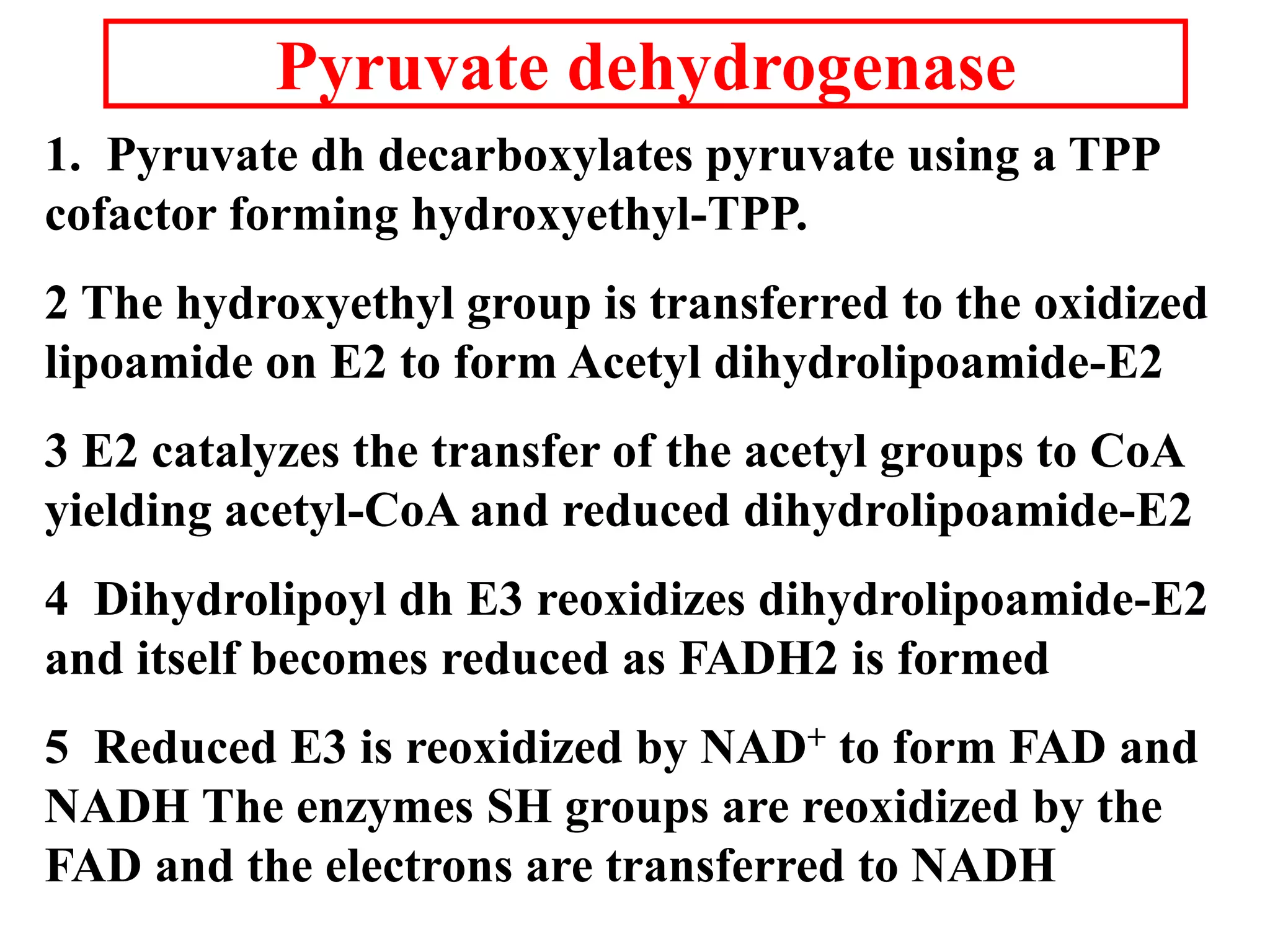 1. Pyruvate dh decarboxylates pyruvate using a TPP
cofactor forming hydroxyethyl-TPP.
2 The hydroxyethyl group is transferred to the oxidized
lipoamide on E2 to form Acetyl dihydrolipoamide-E2
3 E2 catalyzes the transfer of the acetyl groups to CoA
yielding acetyl-CoA and reduced dihydrolipoamide-E2
4 Dihydrolipoyl dh E3 reoxidizes dihydrolipoamide-E2
and itself becomes reduced as FADH2 is formed
5 Reduced E3 is reoxidized by NAD+ to form FAD and
NADH The enzymes SH groups are reoxidized by the
FAD and the electrons are transferred to NADH
Pyruvate dehydrogenase
 