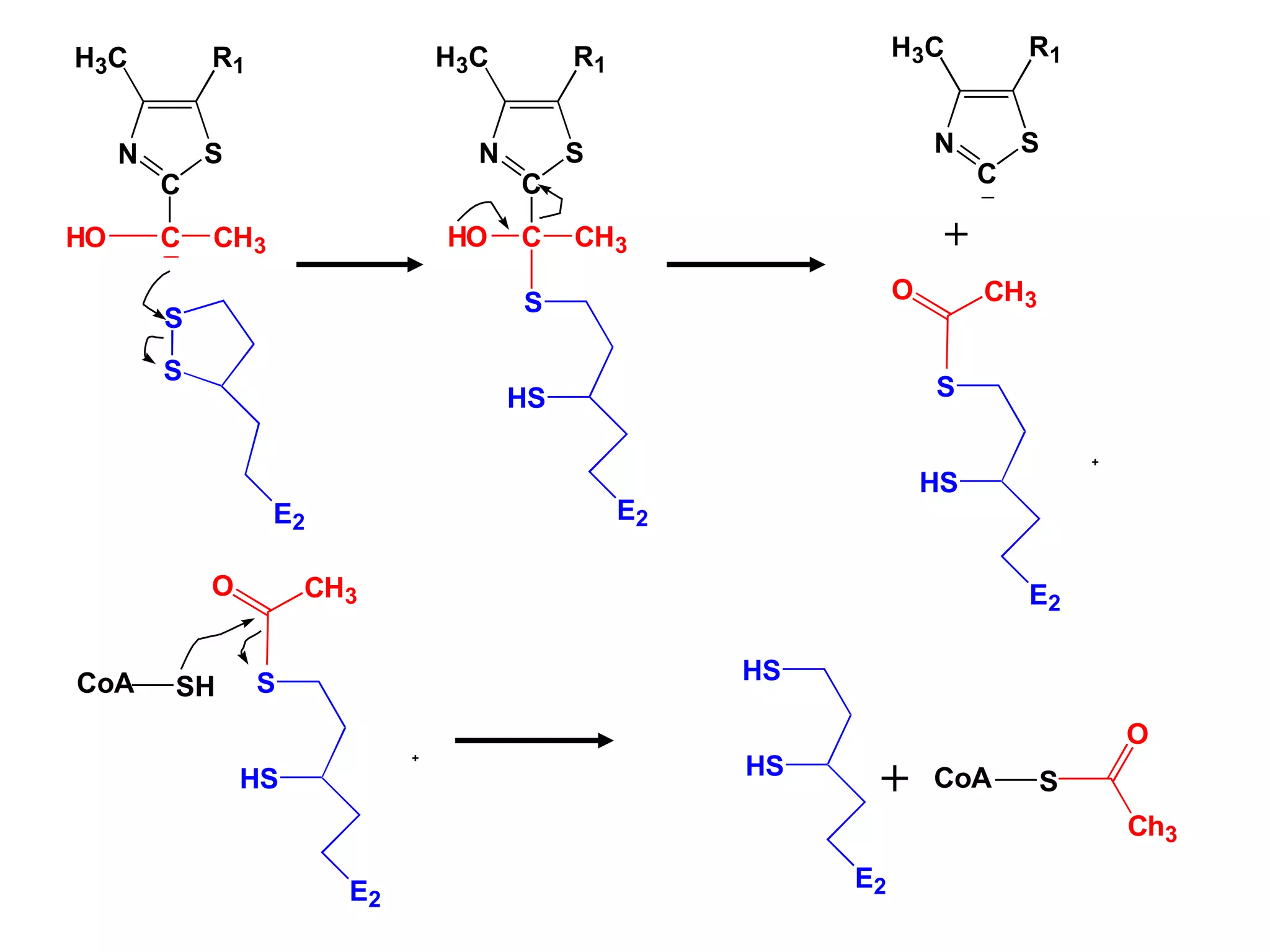 N
C
S
H3C R1
S
S
E2
C CH3
HO
N
C
S
H3C R1
S
HS
E2
C CH3
HO
S
HS
E2
+
CH3
O
N
C
S
H3C R1
HS
HS
E2
S
HS
E2
+
CH3
O
CoA SH
CoA S
Ch3
O
+
+
 