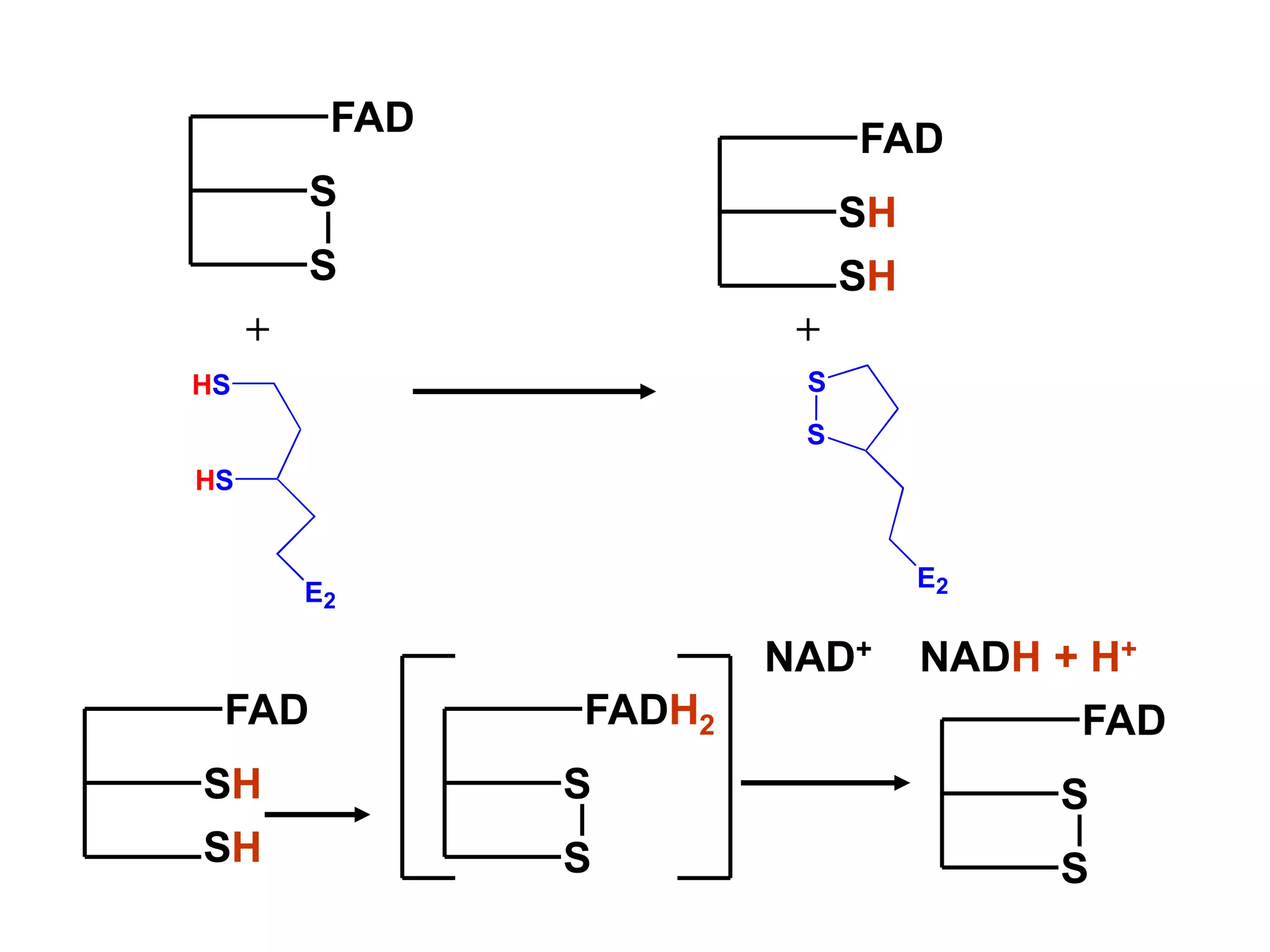 HS
HS
E2
S
S
FAD
+
SH
SH
FAD
SH
SH
FAD
S
S
FADH2
S
S
FAD
NAD+ NADH + H+
S
S
E2
+
 